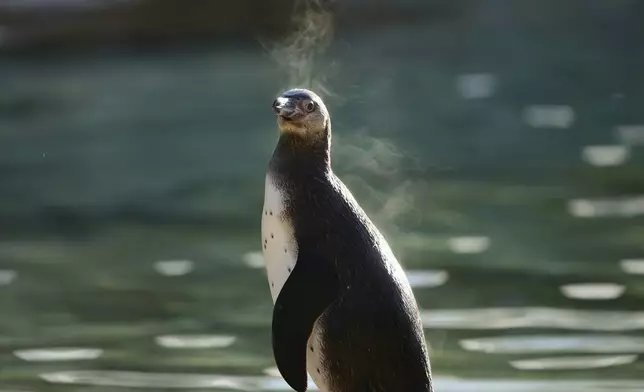 A penguin stands during the annual stocktake at London Zoo in London, Friday, Jan. 3, 2025. (AP Photo/Kin Cheung)