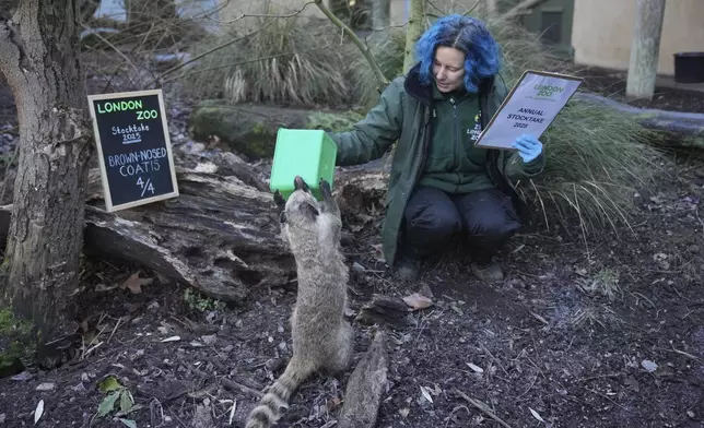 A zoo keeper counts brown-nosed coatis during the annual stocktake at London Zoo in London, Friday, Jan. 3, 2025. (AP Photo/Kin Cheung)