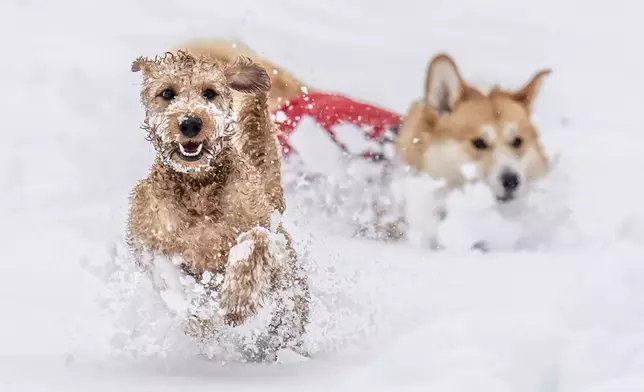 Dogs, Ziggy, left and Digby play in the snow in Studley Royal park in Ripon, North Yorkshire, England, Sunday Jan. 5, 2025. (Danny Lawson/PA via AP)