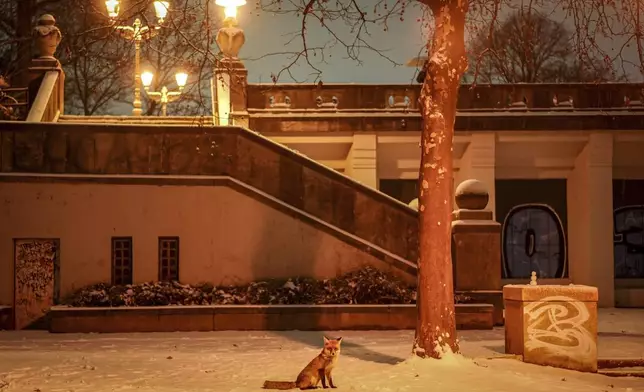 A fox sits in the snow in Rudolph Wilde Park in Berlin, Germany, Sunday, Jan. 5, 2025. (Kay Nietfeld/dpa via AP)