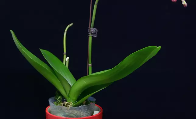 AFCD reminds public not to bring endangered species into Hong Kong illegally  Source: HKSAR Government Press Releases