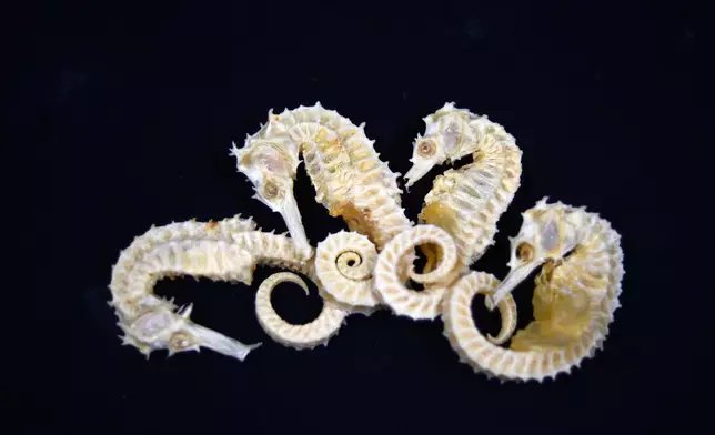 AFCD reminds public not to bring endangered species into Hong Kong illegally  Source: HKSAR Government Press Releases