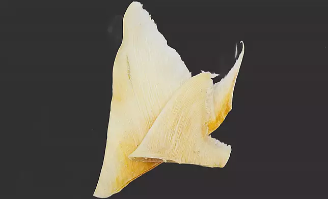 AFCD reminds public not to bring endangered species into Hong Kong illegally  Source: HKSAR Government Press Releases