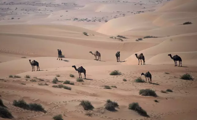 Camels are pictured during the tenth stage of the Dakar Rally between Haradh and Shubaytah, Saudi Arabia, Wednesday, Jan. 15, 2025. (AP Photo/Christophe Ena)