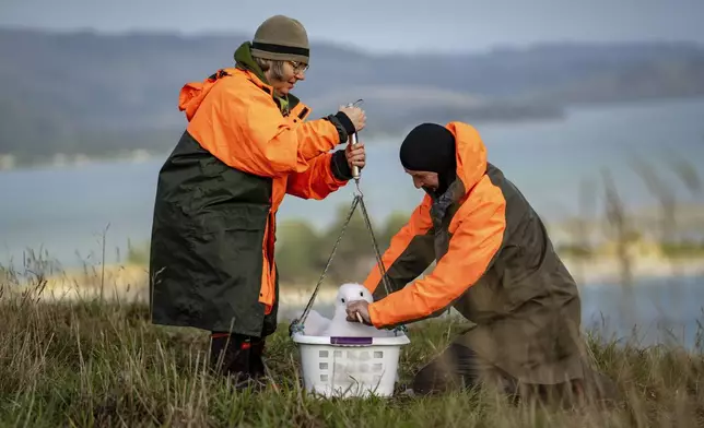 Conservation rangers Sharyn Broni, left, and Colin Facer weigh an albatross at Taiaroa Head, New Zealand on June 18, 2024. (Michael Hayward/New Zealand Department of Conservation via AP)