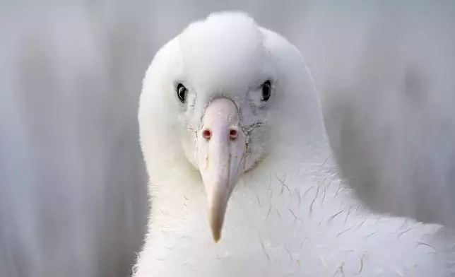 An albatross looks at the camera while nesting at Taiaroa Head, New Zealand on June 18, 2024. (Michael Hayward/New Zealand Department of Conservation via AP)