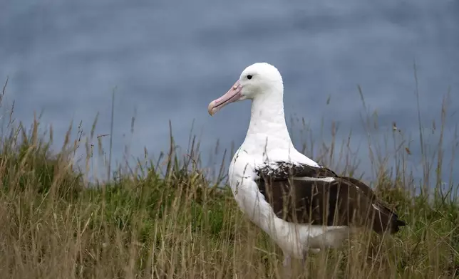 An albatross nests at Taiaroa Head, New Zealand on June 18, 2024. (Michael Hayward/New Zealand Department of Conservation via AP)