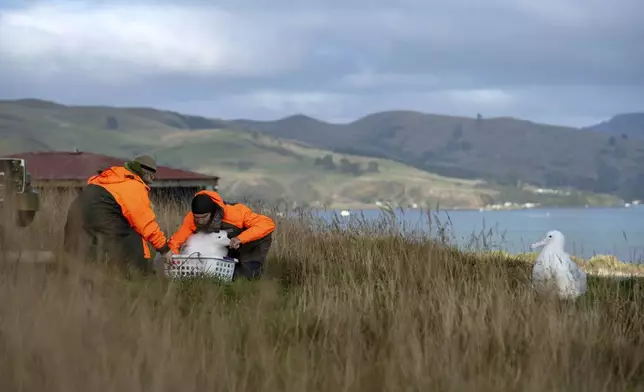 Conservation rangers Sharyn Broni, left, and Colin Facer prepare to weigh an albatross at Taiaroa Head, New Zealand on June 18, 2024. (Michael Hayward/New Zealand Department of Conservation via AP)