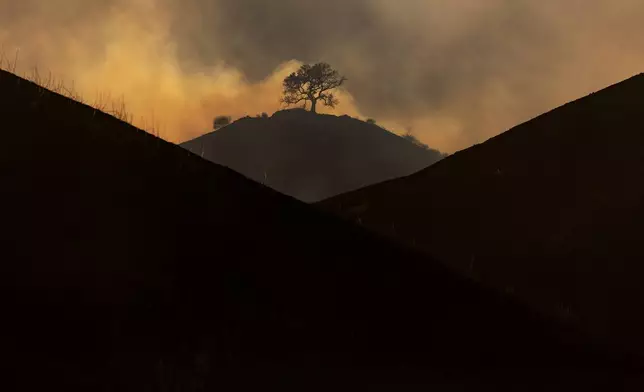 A lone burnt tree remains on a hill after the Kenneth Fire burnt through hills in the West Hills section of Los Angeles, Thursday, Jan. 9, 2025. (AP Photo/Etienne Laurent)