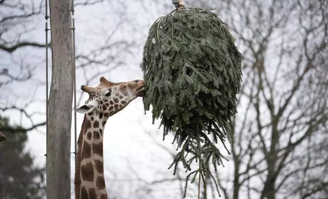 A giraffe grazes on a Christmas tree during the feeding of animals with unused Christmas trees at the Zoo, in Berlin, Germany, Friday, Jan. 3, 2025. (AP Photo/Ebrahim Noroozi)