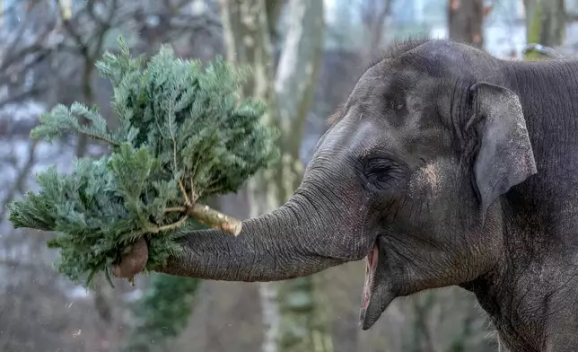 An elephant grazes on a Christmas tree during the feeding of animals with unused Christmas trees at the Zoo, in Berlin, Germany, Friday, Jan. 3, 2025. (AP Photo/Ebrahim Noroozi)