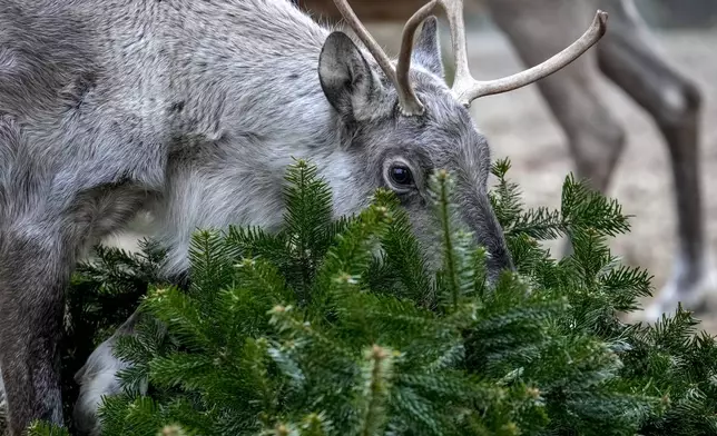 A European Forest Reindeer grazes on a Christmas tree during the feeding of animals with unused Christmas trees at the Zoo, in Berlin, Germany, Friday, Jan. 3, 2025. (AP Photo/Ebrahim Noroozi)