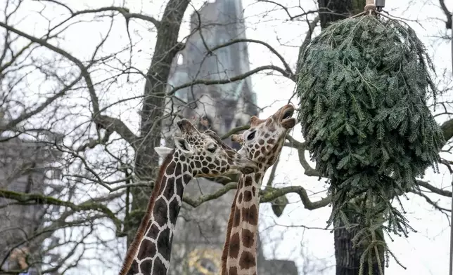 Giraffes graze on a Christmas tree during the feeding of animals with unused Christmas trees, at the Zoo in Berlin, Germany, Friday, Jan. 3, 2025. (AP Photo/Ebrahim Noroozi)