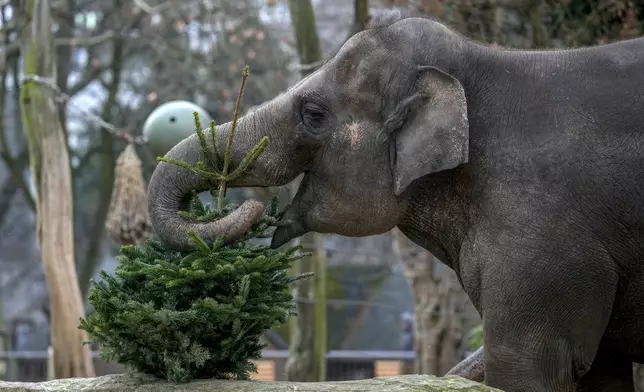 An elephant grazes on Christmas tree during the feeding of animals with unused Christmas trees at the Zoo, in Berlin, Germany, Friday, Jan. 3, 2025. (AP Photo/Ebrahim Noroozi)