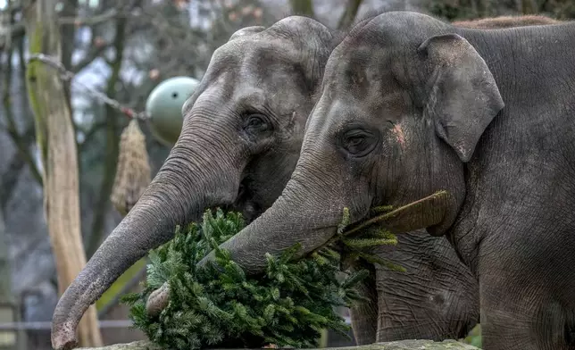 Elephants graze on Christmas tree during the feeding of animals with unused Christmas trees at the Zoo in Berlin, Germany, Friday, Jan. 3, 2025. (AP Photo/Ebrahim Noroozi)