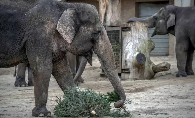 An elephant feasts on Christmas tree during the feeding of the elephants with unused Christmas trees, at the Zoo in Berlin, Germany, Friday, Jan. 3, 2025. (AP Photo/Ebrahim Noroozi)