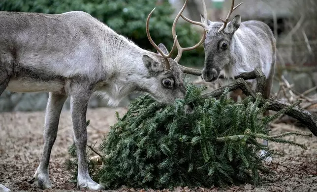 European Forest Reindeers graze on a Christmas tree during the feeding of animals with unused Christmas trees, at the Zoo in Berlin, Germany, Friday, Jan. 3, 2025. (AP Photo/Ebrahim Noroozi)