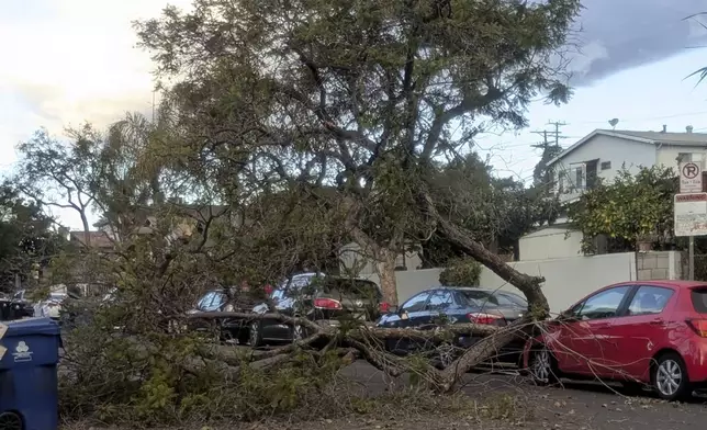 A tree blocks a street after falling amid strengthening winds Tuesday, Jan. 7, 2025, in Northeast Los Angeles. (AP Photo/Christopher Weber)