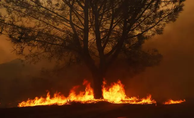 A field catches fire under a tree during the Palisades Fire in the Pacific Palisades neighborhood of Los Angeles Tuesday, Jan. 7, 2025. (AP Photo/Etienne Laurent)