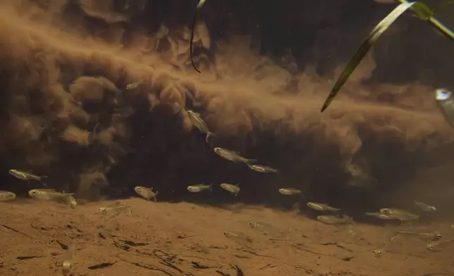 FILE - Fish swim past mud that was released by the collapse of a mining company's dam, in a tributary that leads to Paraopeba River near a community of the Pataxo Ha-ha-hae indigenous people, in Brumadinho, Brazil, Tuesday, Jan. 29, 2019. (AP Photo/Leo Correa, File)