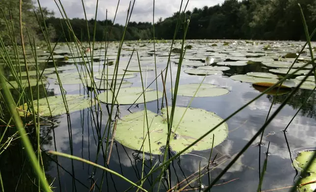 FILE - Lily pads rest on the surface of St. Moritz Pond, at the Blue Hills Reservation, in Quincy, Mass., Tuesday, Aug. 17, 2004. (AP Photo/Steven Senne, File)