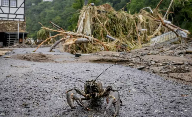 FILE - A crayfish walks on pavement after floodwaters from the Ahr River receded in Schuld, Germany, Friday, July 16, 2021. (AP Photo/Michael Probst, File)