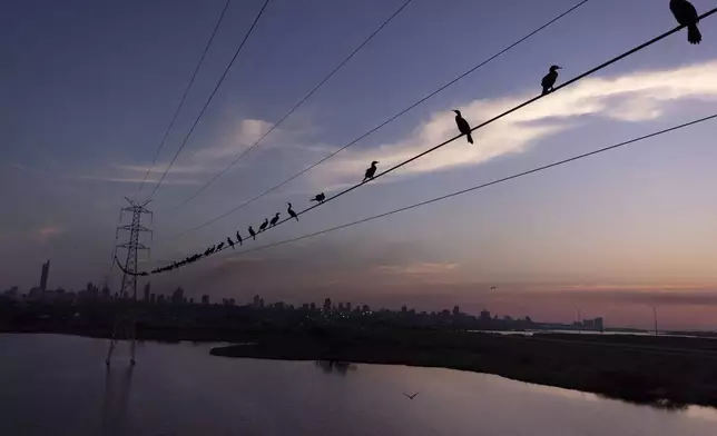 FILE - Neotropic cormorants roost on a high voltage cable at sunset near the Paraguay River, in Asuncion, Paraguay, Saturday, Aug. 14, 2021. (AP Photo/Jorge Saenz, File)