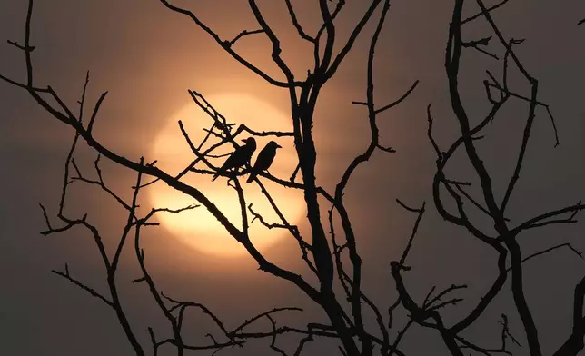 Crows sit on a branch of a tree as the sun rises on a winter morning in Chennai, India, Wednesday, Jan.1, 2025. (AP Photo/Mahesh Kumar A.)