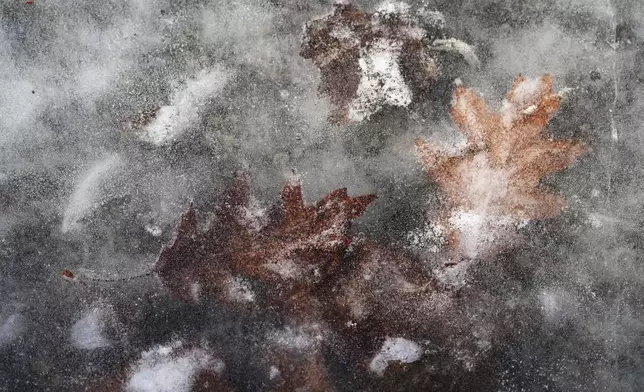 Leaves are frozen in the ice of the Arrington Lagoon Fountain during cold weather in Evanston, Ill., Wednesday, Jan. 8, 2025. (AP Photo/Nam Y. Huh)