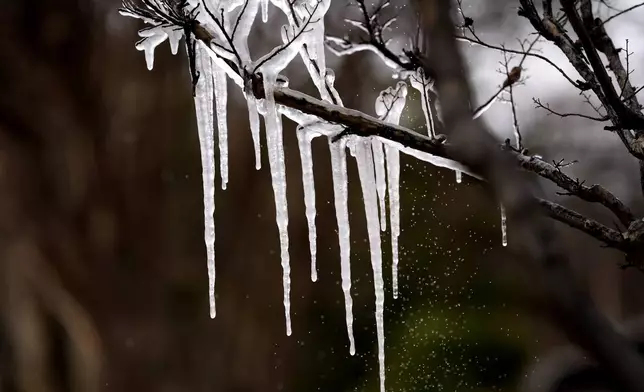 Cold temperatures and a lawn sprinkler create icicle on a tree ahead of a winter storm expected to hit the North Texas region later tomorrow Wednesday, Jan. 8, 2025, in Richardson, Texas. (AP Photo/LM Otero)