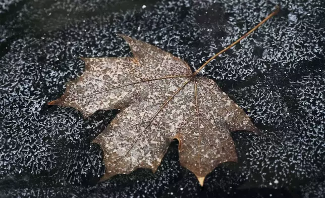 FILE - A leaf is frozen in the ice of a garden pond during cold weather in Buffalo Grove, Ill., Thursday, Dec. 12, 2024. (AP Photo/Nam Y. Huh, File)