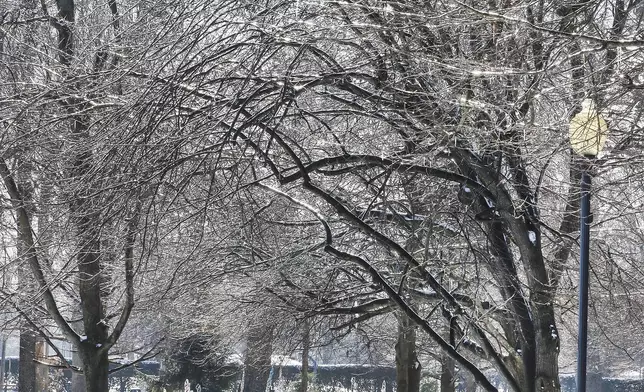 Stacy Whitehead walks with her dog, Dolly, as the sun highlights the ice-covered limbs above the walking trail at Legion Park in Owensboro, Ky., Thursday, Jan. 9, 2025. (Alan Warren/The Messenger-Inquirer via AP)