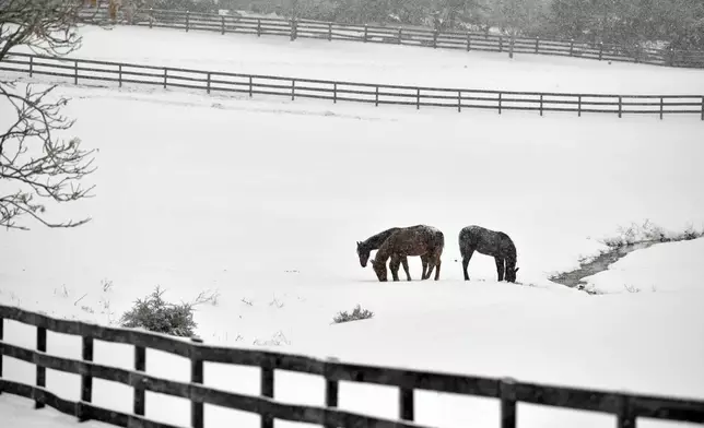 Horses in a field dig through the ice and snow for grass during a winter storm in Louisville, Ky., Monday, Jan. 6, 2025. (AP Photo/Timothy D. Easley)