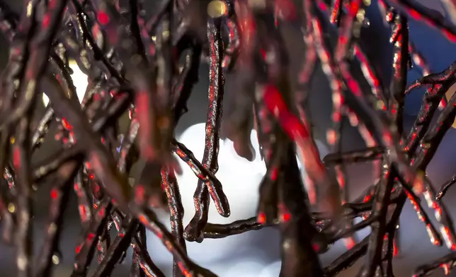 Ice encases tree branches in downtown Lexington, Ky., on Monday, Jan. 6, 2025. (Ryan C. Hermens/Lexington Herald-Leader via AP)