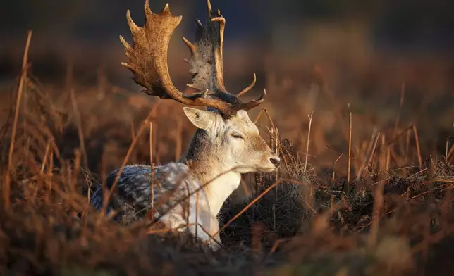 Young stag in the bracken is lit by sunrise in Bushy park in London, Thursday, Jan. 9, 2025, as cold weather continues to grip many parts so of the British Isles. (AP Photo/Alastair Grant)