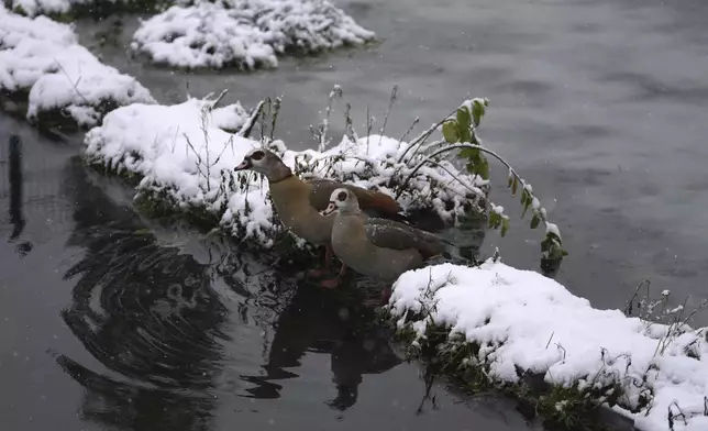 Two ducks sit near a frozen fountain after early morning snow fell in the center of Brussels, Thursday, Jan. 9, 2025. (AP Photo/Virginia Mayo)