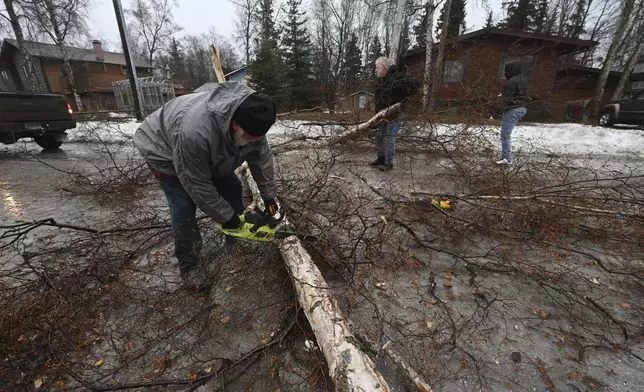 Dick Powell cuts a birch tree blocking Steeple Drive in South Anchorage during the windstorm on Sunday, Jan. 12, 2025. (Bill Roth/Anchorage Daily News via AP)