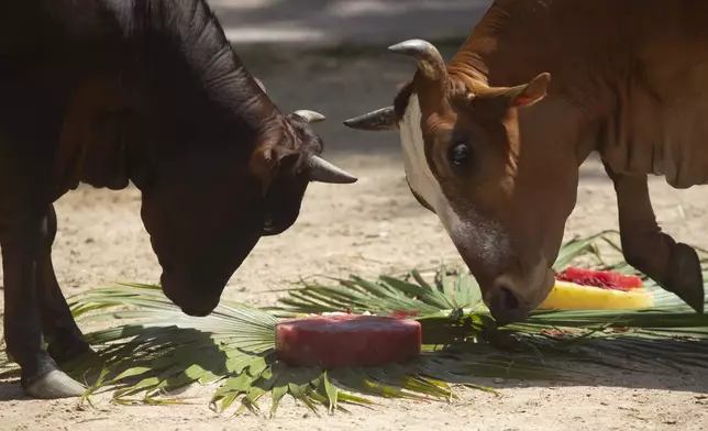 Cows investigate frozen fruit teats given to them as a treat amid the Summer heat at the BioParque do Rio in Rio de Janeiro, Wednesday, Jan. 22, 2025. (AP Photo/Bruna Prado)