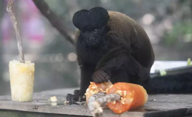 A Black Bearded Saki monkey eats frozen fruit given as a treat amid the Summer heat at the BioParque do Rio in Rio de Janeiro, Wednesday, Jan. 22, 2025. (AP Photo/Bruna Prado)