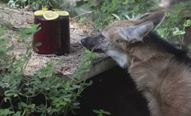 A maned wolf named Luiza investigates a block of frozen fruit given as a treat amid the Summer heat at the BioParque do Rio in Rio de Janeiro, Wednesday, Jan. 22, 2025. (AP Photo/Bruna Prado)