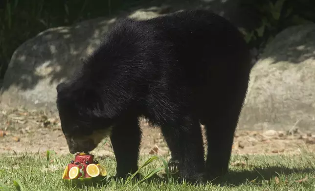 A bear named Baloo eats frozen fruit at the BioParque do Rio amid the Summer heat in Rio de Janeiro, Wednesday, Jan. 22, 2025. (AP Photo/Bruna Prado)