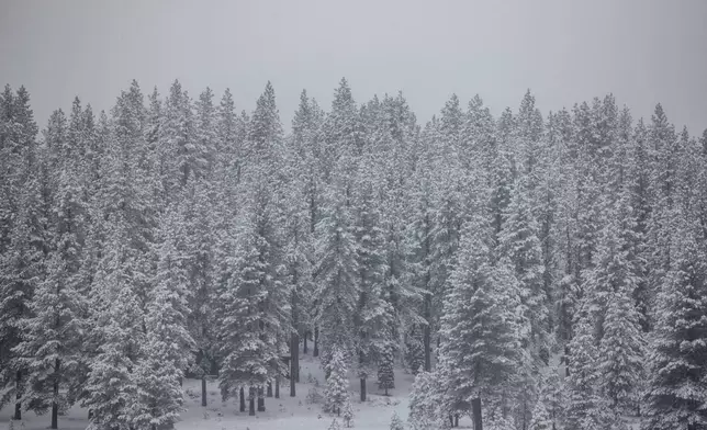 A layer of snow is seen on a tree line after an overnight winter storm in Truckee, Calif., Friday, Feb. 14, 2025. (Stephen Lam/San Francisco Chronicle via AP)