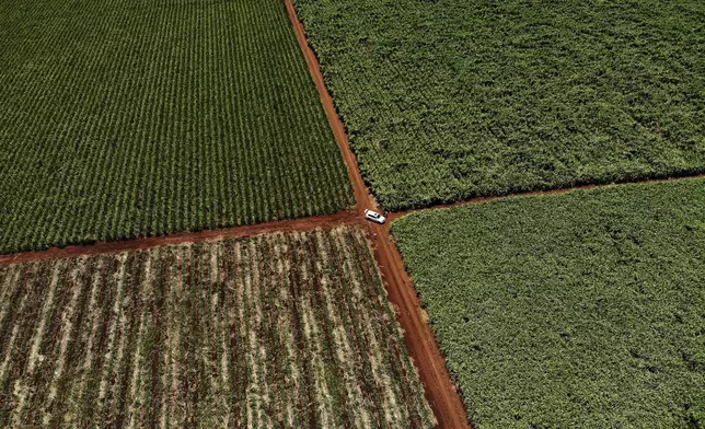 FILE-Farm workers harvest sugar cane on the property of Charles Senekal near the South African town of Mkuze, Kwazulu-Natal, Nov. 30, 2018. (AP Photo/Jerome Delay, File)