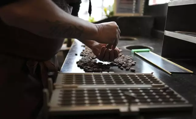 Artisan chocolatier Dominique Persoone sorts through cocoa beans in his workshop at The Chocolate Line in Bruges, Belgium, Thursday, Feb. 6, 2025. (AP Photo/Virginia Mayo)