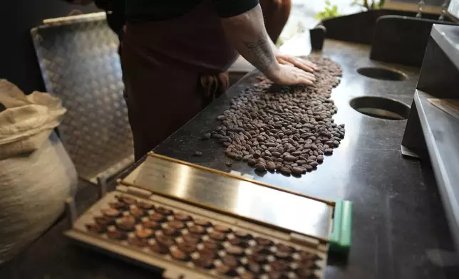 Artisan chocolatier Dominique Persoone sorts through cocoa beans in his workshop at The Chocolate Line in Bruges, Belgium, Thursday, Feb. 6, 2025. (AP Photo/Virginia Mayo)