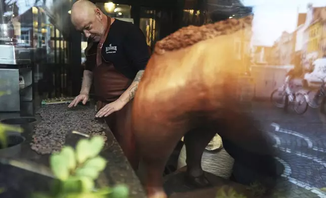 Artisan chocolatier Dominique Persoone sorts through cocoa beans in his workshop at The Chocolate Line, in Bruges, Belgium, Thursday, Feb. 6, 2025. (AP Photo/Virginia Mayo)