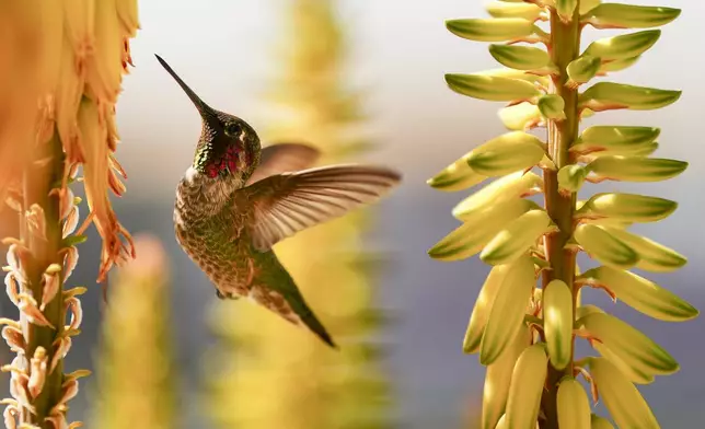 A hummingbird drinks from a flower in a garden on the outfield lawn before a spring training baseball game between the Kansas City Royals and the Athletics, Monday, Feb. 24, 2025, in Surprise, Ariz. (AP Photo/Lindsey Wasson)