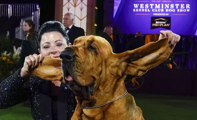 FILE — Heather Helmer poses for photographs with Trumpet, a bloodhound, after Trumpet won best in show at the 146th Westminster Kennel Club Dog Show, June 22, 2022, in Tarrytown, N.Y. (AP Photo/Frank Franklin II, File)