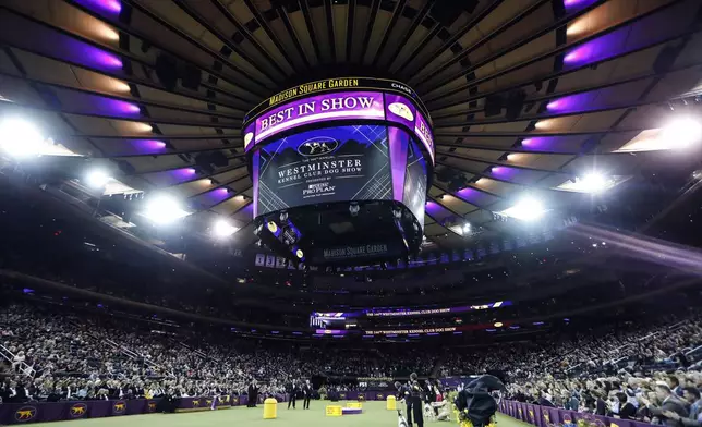 FILE — Judging commences in the Best in Show competition in the 144th Westminster Kennel Club dog show, in New York's Madison Square Garden, Feb. 11, 2020. (AP Photo/John Minchillo, File)
