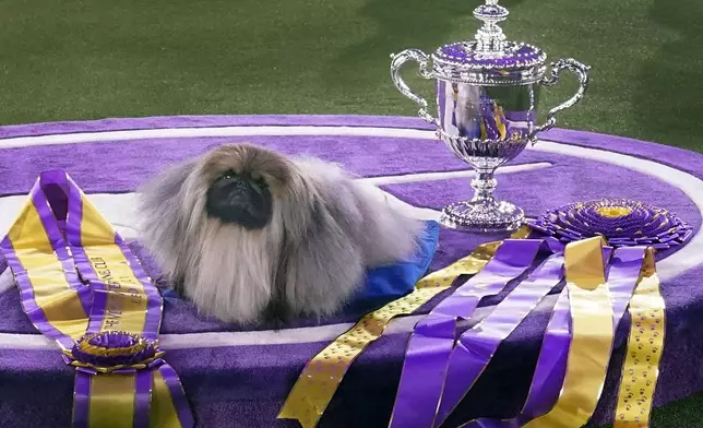 FILE — Wasabi, a Pekingese, rests on the winner's podium with its trophy and ribbons after winning Best in Show at the Westminster Kennel Club dog show, June 13, 2021, in Tarrytown, N.Y. (AP Photo/Kathy Willens, File)